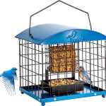 8 Best Squirrel-Proof Bird Feeders in 2025 Caged Suet Bird Feeders Squirrel-Proof
